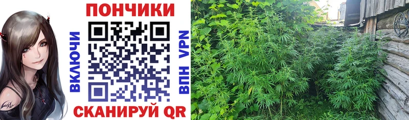 Шишки марихуана VHQ  Купить закладки  Нижний Новгород 